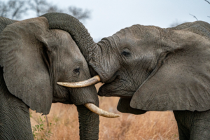 Elephants - 20-day Tanzania Kenya and Uganda safari