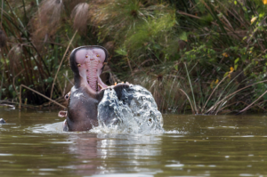 3 Days Rwanda Safari in Akagera National Park