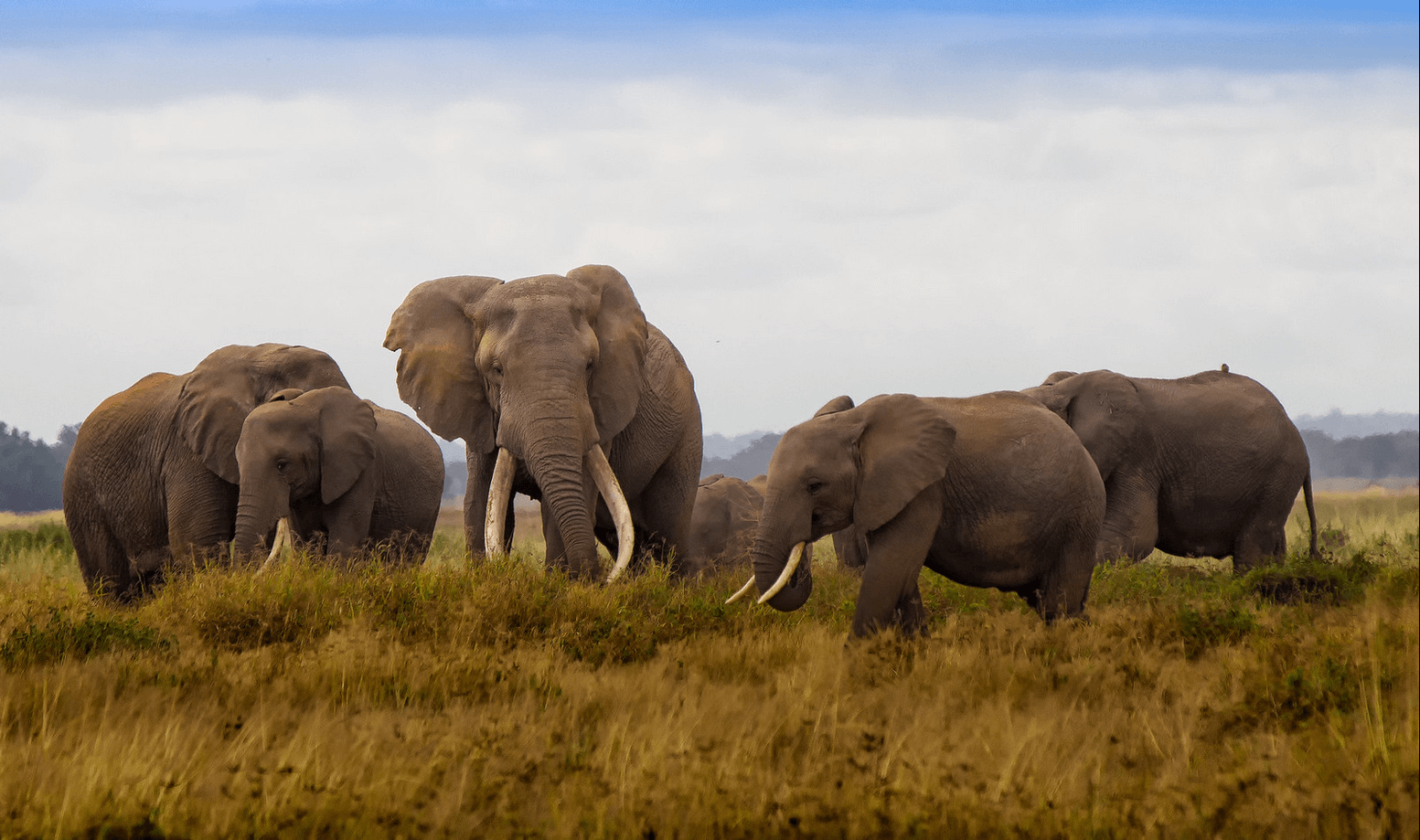 Amboseli National Park - Embark on the Ultimate Adventure